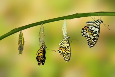 Transformation of Lime Butterfly clipart