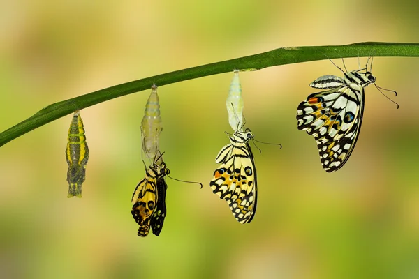 Transformación de la mariposa de cal — Foto de Stock