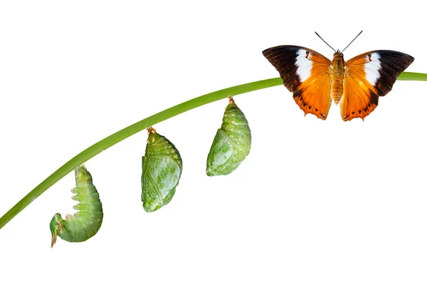 Isolated life cycle of Tawny Rajah butterfly on white — Stock Photo, Image