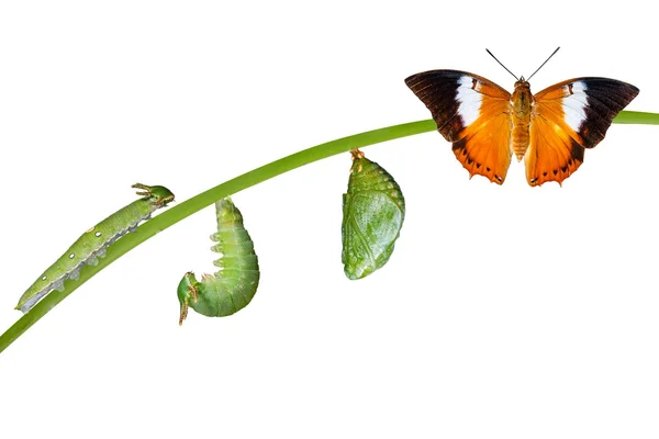 Ciclo de vida aislado de la mariposa Tawny Rajah en blanco —  Fotos de Stock