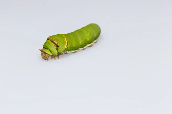 Catepillar of lime Butterfly ( papilio demoleus ) — Stock Photo, Image