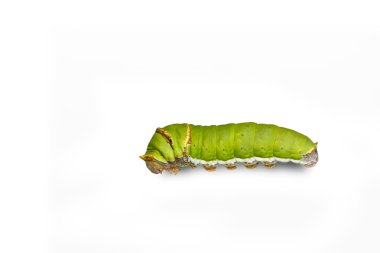 Kireç Kelebeği (papilio demoleus) ) 
