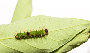 Son biçim renk segeant kelebek tırtılları