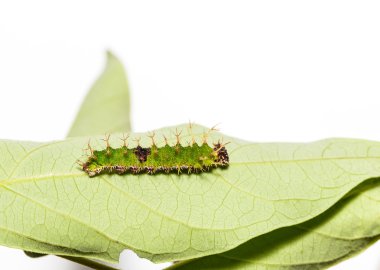 Son biçim renk segeant kelebek tırtılları