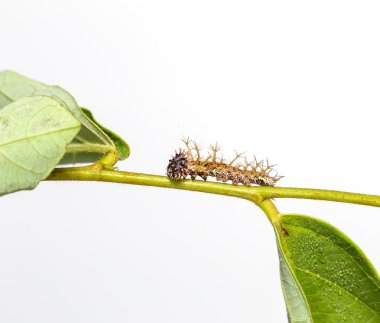 Caterpillar renk segeant kelebek 4 biçim içinde