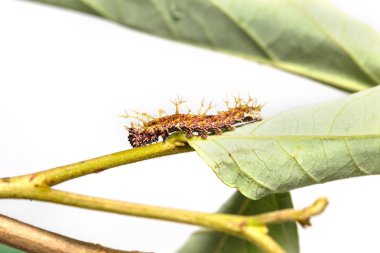 Caterpillar renk segeant kelebek 4 biçim içinde