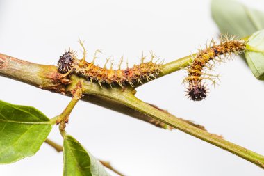 Caterpillar renk segeant kelebek 4 biçim içinde