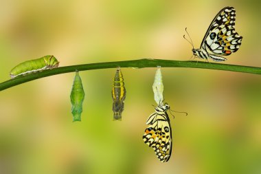 Isolated transformation of Lime Butterfly clipart