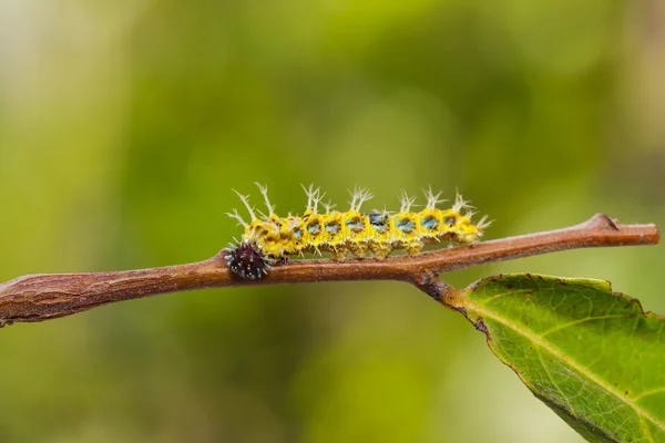 Mogna larv färg segeant fjäril före transformeringen — Stockfoto