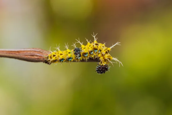 Lagarta madura de borboleta de concurso de cor antes da transformação — Fotografia de Stock