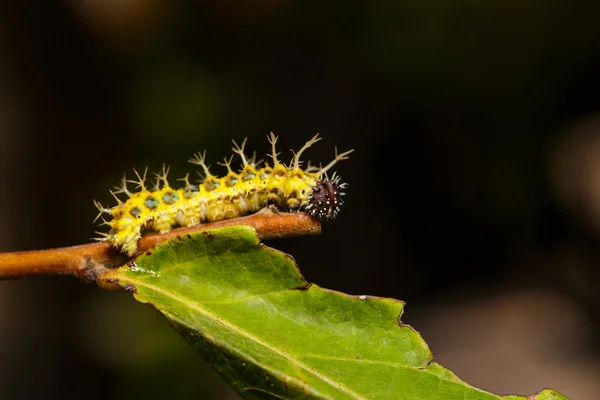 Lagarta madura de borboleta de concurso de cor antes da transformação — Fotografia de Stock