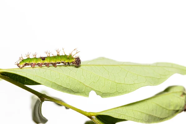 Chenille de couleur sergent papillon dans le dernier stade — Photo