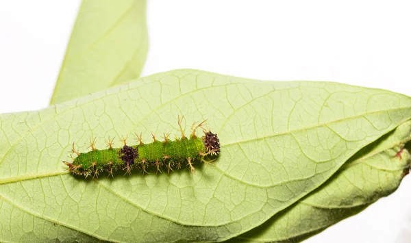 Son biçim renk segeant kelebek tırtılları