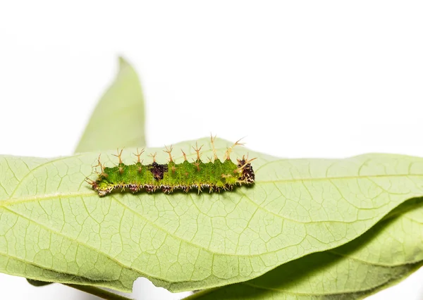 Son biçim renk segeant kelebek tırtılları