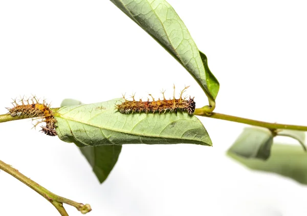 Caterpillars 最新龄颜色军士蝴蝶 — 图库照片