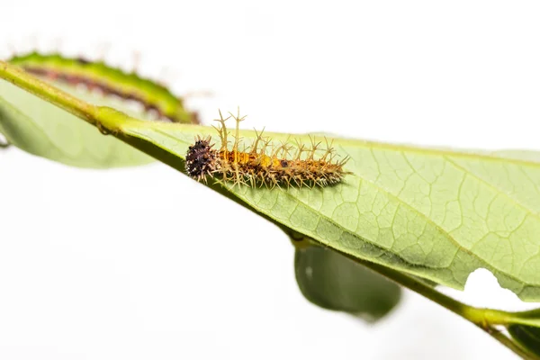 Caterpillar of colour segeant butterfly in 4th instar — Stock Photo, Image