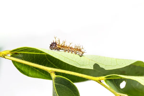 Caterpillar voor kleur segeant butterfly in 4e instar — Stockfoto