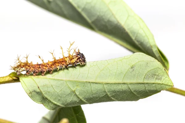 Raupe des farbigen Schmetterlings im 4. Instar — Stockfoto