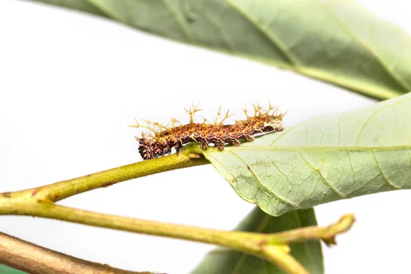 Larv av färg segeant fjäril i 4: e instar — Stockfoto