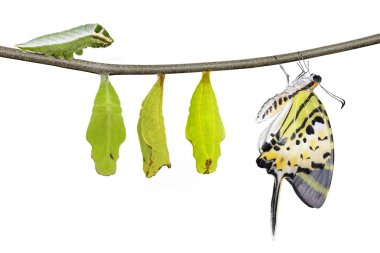 Beş swordtail kelebek ömrü (antiphates pom bar izole