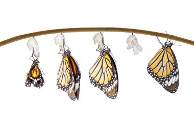 Koza ortaya çıkan ortak kaplan kelebek dönüşümü