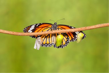 Dal üzerinde asılı pupa çıkan ortak kaplan kelebek