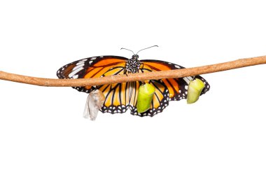 Tw üzerinde asılı pupa çıkan izole ortak kaplan kelebek