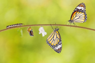Transformation of common tiger butterfly emerging from cocoon clipart