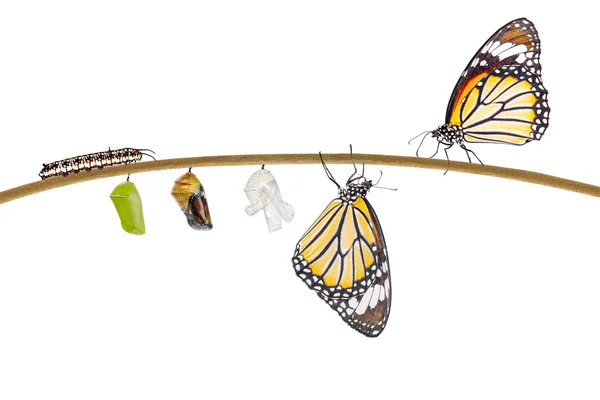 Transformación aislada de la mariposa tigre común que emerge de — Foto de Stock