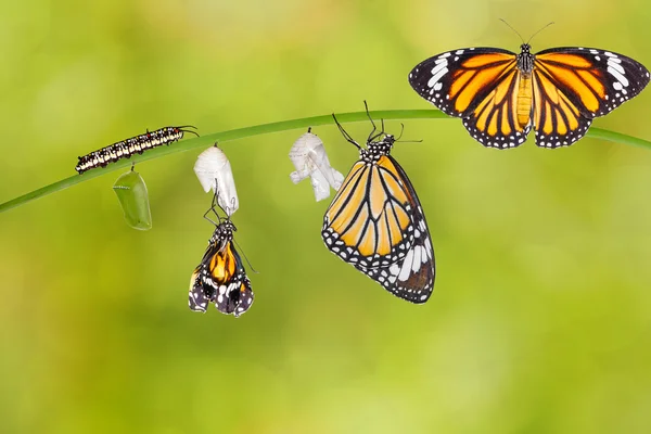 Transformación de la mariposa tigre común que emerge del capullo — Foto de Stock