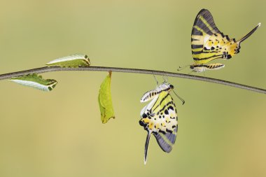 Beş swordtail kelebek ömrü (antiphates pompilius bar)