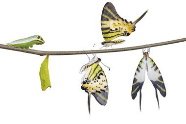 Beş swordtail kelebek ömrü (antiphates pom bar izole