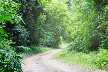 Orman bambu ile kırsal yol