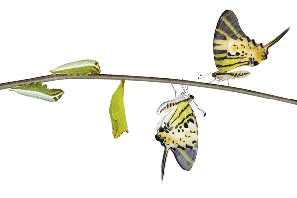 Ciclo de vida de mariposa de cola de espada de cinco barras aislada (antifatos pom — Foto de Stock
