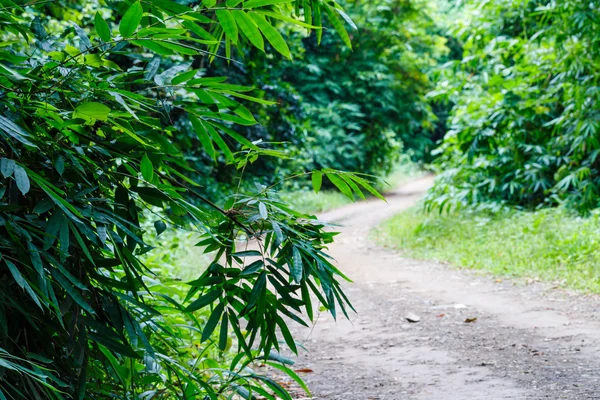 Lantlig väg i skogen med bambu — Stockfoto