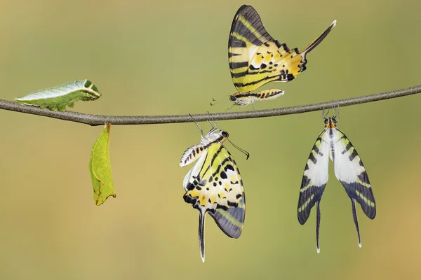 Ciclo de vida de la mariposa de cola de espada de cinco barras (antiphates pompilius ) — Foto de Stock