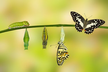 Transformation of Lime Butterfly  clipart