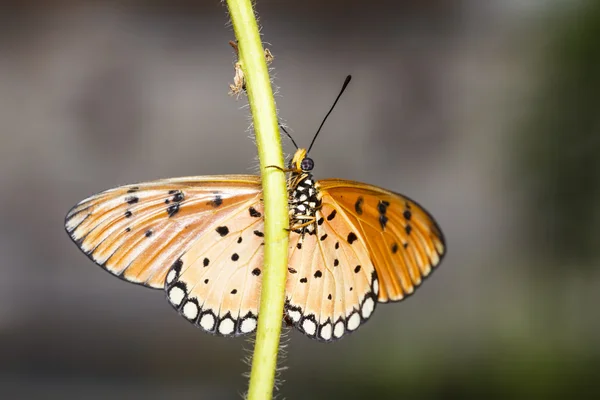 Primo piano della farfalla di Tawny Coster — Foto Stock