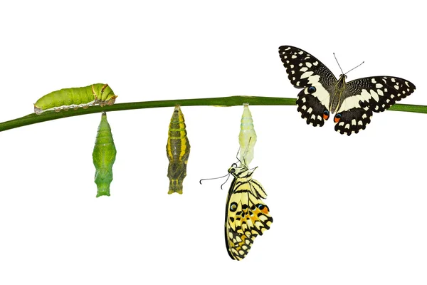Elszigetelt átalakulás a pillangó mész fehér — Stock Fotó