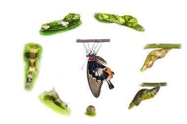 Kadın büyük mormon kelebeğin yaşam döngüsü