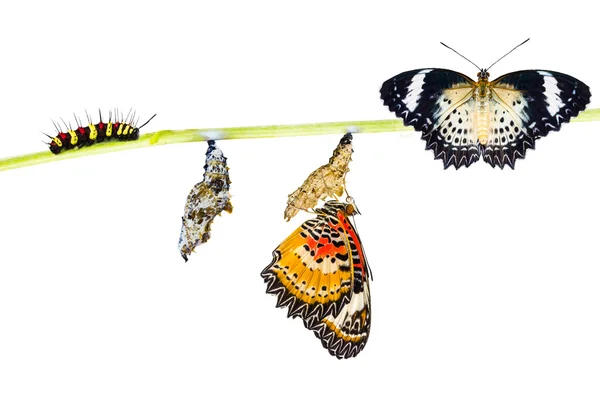 Isolated Leopard lacewing butterfly life cycle — Stock Photo, Image