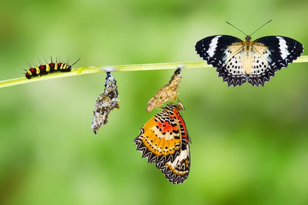 Леопард мереживний життєвий цикл метелика — стокове фото