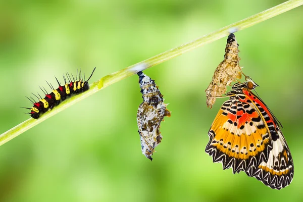 Ciclo de vida da borboleta leopardo lacewing — Fotografia de Stock