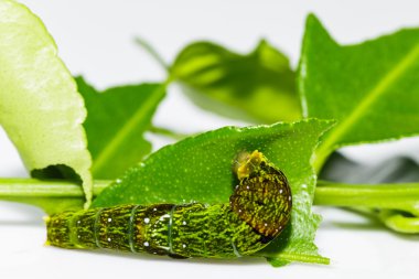 Caterpillar Birmanya Raven kelebek