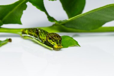 Birmanya Kuzgunu Kuzgunu Tırtılı (Papilio mahadeva ) 