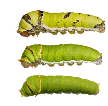 Kireç Kelebek Katepiller ( papilio demoleus ) 