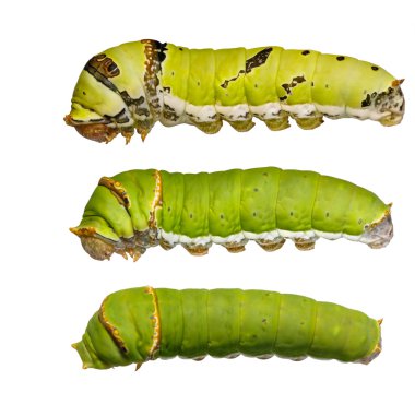 Catepillars of lime Butterfly ( papilio demoleus )  clipart