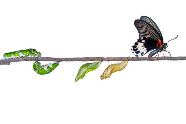 Caterp gelen kadın büyük mormon kelebek izole yaşam döngüsü