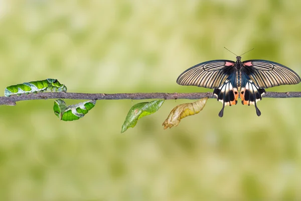 Levenscyclus van vrouwelijke grote mormon vlinder van caterpillar — Stockfoto