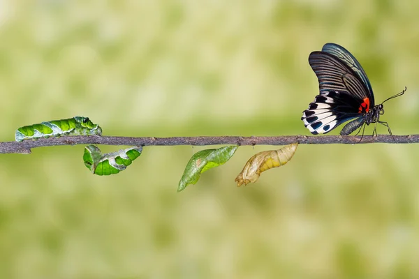 Жизненный цикл самки большой мормонской бабочки из гусеницы — стоковое фото